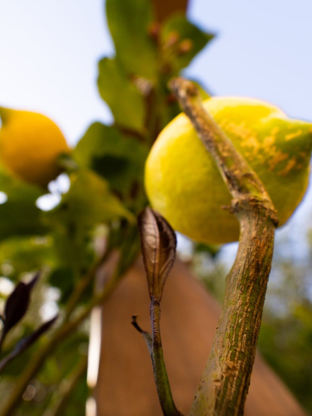 Dieta Mediterranea
